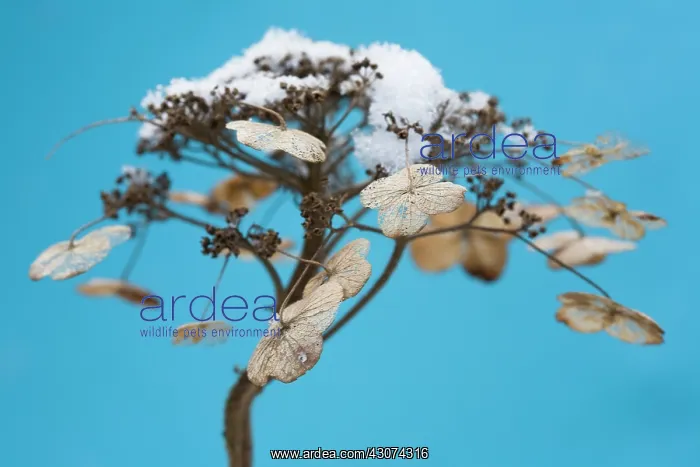 : Hydrangea : Hydrangea