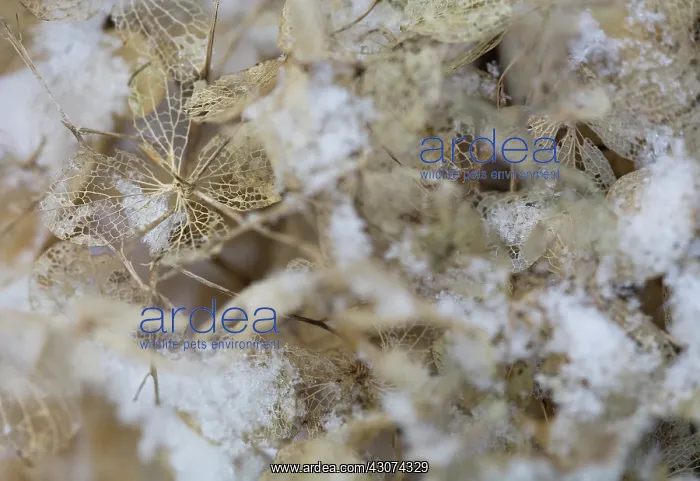 : Hydrangea : Hydrangea