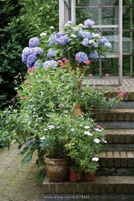 : Hydrangea : Hydrangea