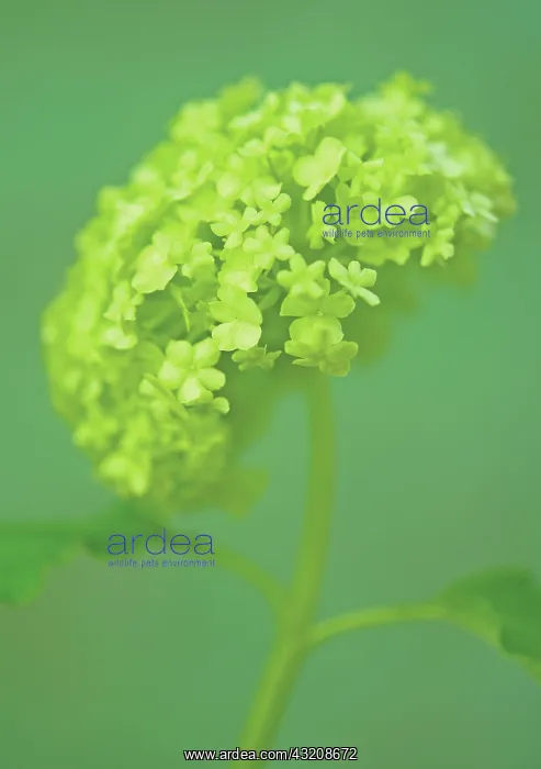 : Hydrangea : Hydrangea
