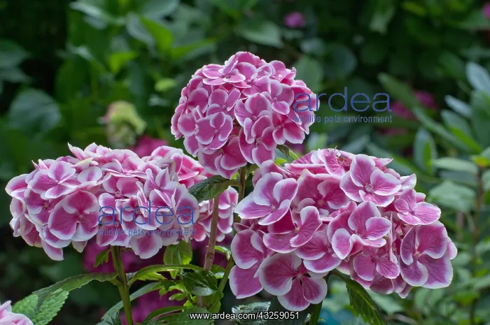 : Hydrangea Arlequin in bloom in a garden : Hydrangea Arlequin in bloom in a garden