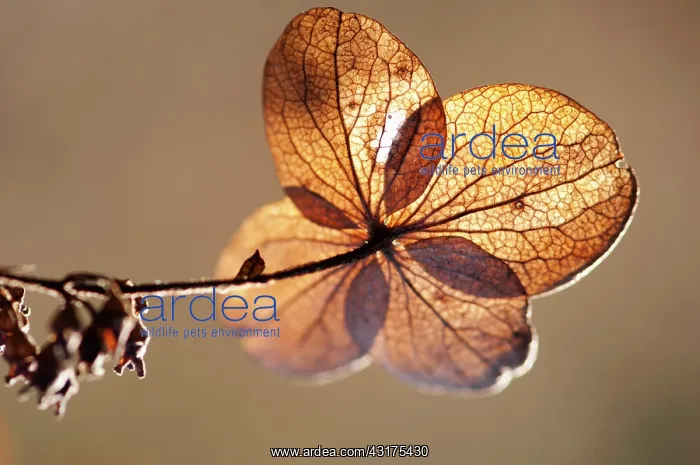 : Hydrangea, backlit view of brown coloured leaves : Hydrangea, backlit view of brown coloured leaves