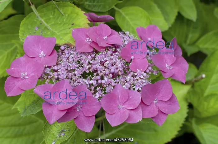 : Hydrangea Buchfink in bloom in a garden : Hydrangea Buchfink in bloom in a garden