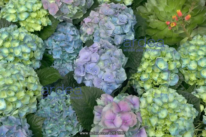  : Hydrangea - close-up of flowers