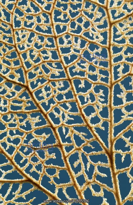 : Hydrangea - flower in winter showing venation : Hydrangea - flower in winter showing venation