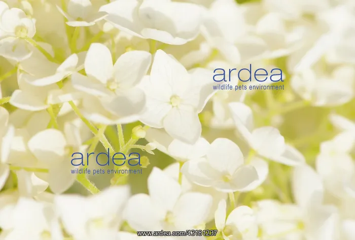: Hydrangea, Hydrangea arborescens Annabelle, Close : Hydrangea, Hydrangea arborescens Annabelle, Close