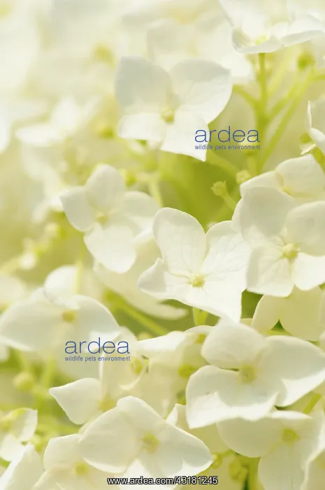 : Hydrangea, Hydrangea arborescens Annabelle, Close : Hydrangea, Hydrangea arborescens Annabelle, Close