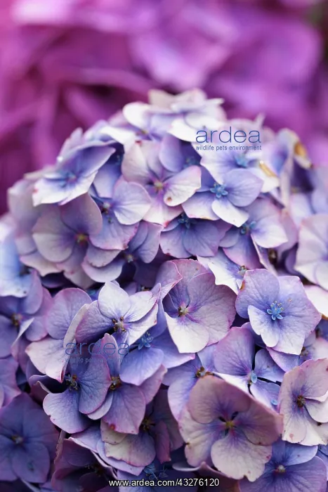 : Hydrangea, Hydrangea cultivar, Mauve subject : Hydrangea, Hydrangea cultivar, Mauve subject
