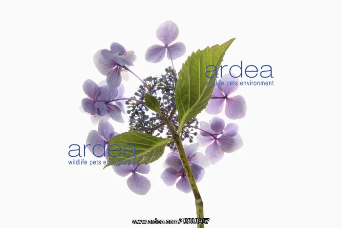: Hydrangea, Hydrangea cultivar, Mauve subject, White : Hydrangea, Hydrangea cultivar, Mauve subject, White