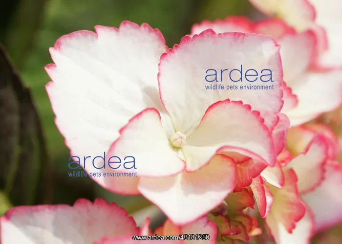 : Hydrangea, Hydrangea macrophylla Love You Kiss : Hydrangea, Hydrangea macrophylla Love You Kiss