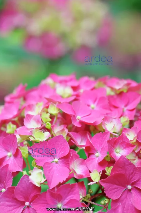  : Hydrangea, Hydrangea macrophylla Westfalen, Close up of pi