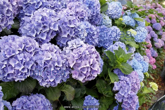 : Hydrangea (Hydrangea sp) in Brittany, France : Hydrangea (Hydrangea sp) in Brittany, France