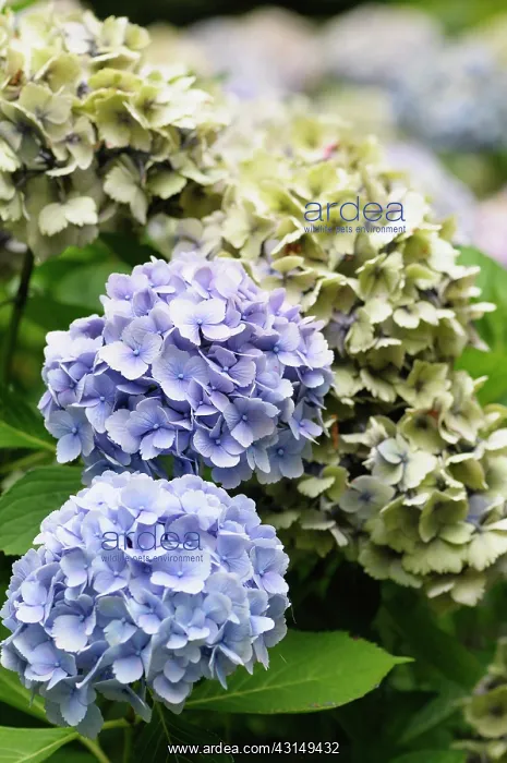 : Hydrangea, Lacecap hydrangea, Hydrangea, Hydrangea : Hydrangea, Lacecap hydrangea, Hydrangea, Hydrangea