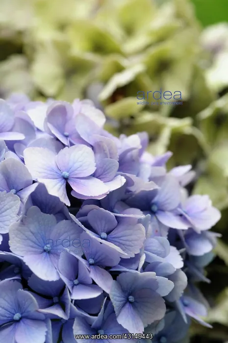 : Hydrangea, Lacecap hydrangea, Hydrangea, Hydrangea : Hydrangea, Lacecap hydrangea, Hydrangea, Hydrangea