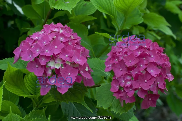 : Hydrangea Leuchtfeuer in bloom in a garden : Hydrangea Leuchtfeuer in bloom in a garden