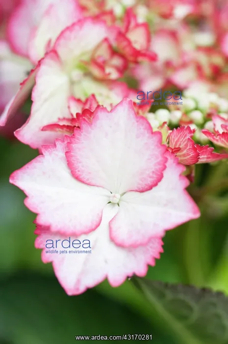  : Hydrangea macrophylla Love You Kiss, Hydrangea, Pink, Shru