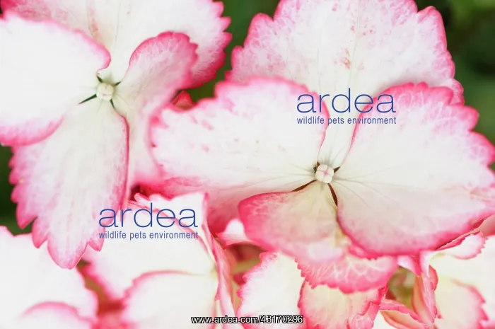 : Hydrangea macrophylla Love You Kiss, Hydrangea, Pink, Shru : Hydrangea macrophylla Love You Kiss, Hydrangea, Pink, Shru