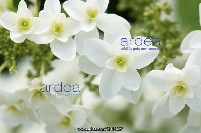 : Hydrangea, Oakleaf hydrangea, Hydrangea quercifolia : Hydrangea, Oakleaf hydrangea, Hydrangea quercifolia