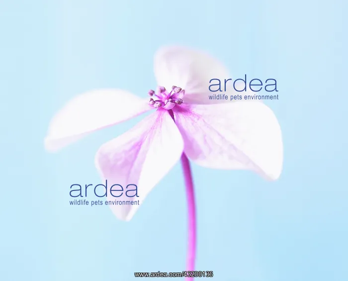 : Hydrangea, Pink subject, Blue background : Hydrangea, Pink subject, Blue background