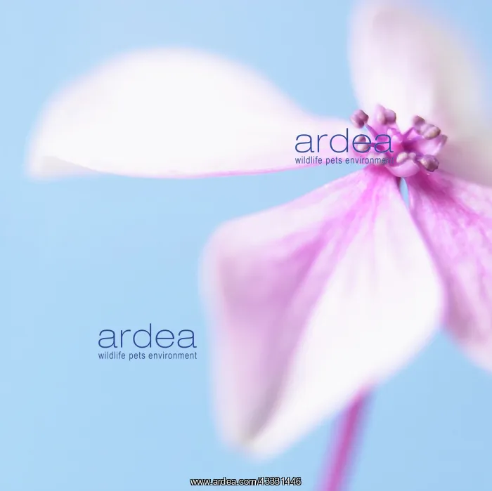 : Hydrangea, Pink subject, Blue background : Hydrangea, Pink subject, Blue background