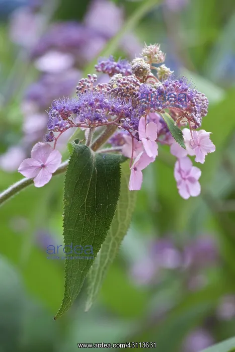 : Hydrangea, Rough Leaved Hydrangea, Hydrangea aspera : Hydrangea, Rough Leaved Hydrangea, Hydrangea aspera