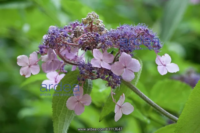 : Hydrangea, Rough Leaved Hydrangea, Hydrangea aspera : Hydrangea, Rough Leaved Hydrangea, Hydrangea aspera