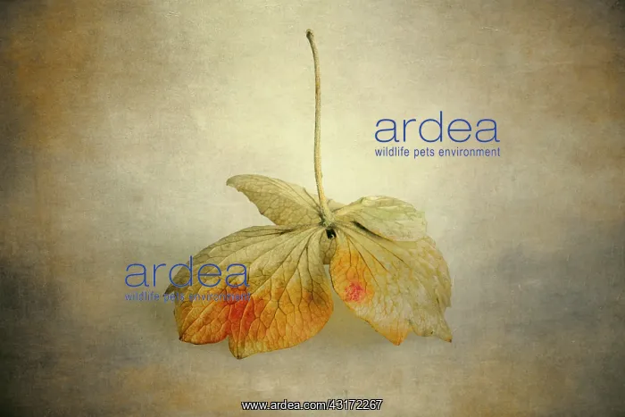 : Hydrangea turning its autumn colour, laid on a textured pain : Hydrangea turning its autumn colour, laid on a textured pain
