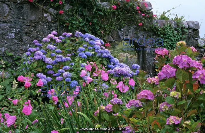: Hydrangea in front of Walled Garden in Inverewe : Hydrangea in front of Walled Garden in Inverewe