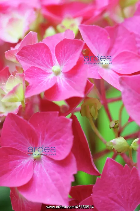 : Hydrangea Westfalen, Hydrangea, Hydrangea macrophylla : Hydrangea Westfalen, Hydrangea, Hydrangea macrophylla