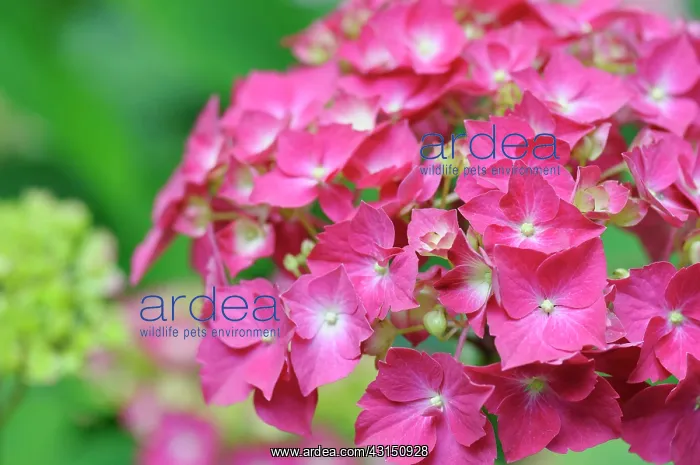 : Hydrangea Westfalen, Hydrangea, Hydrangea macrophylla : Hydrangea Westfalen, Hydrangea, Hydrangea macrophylla