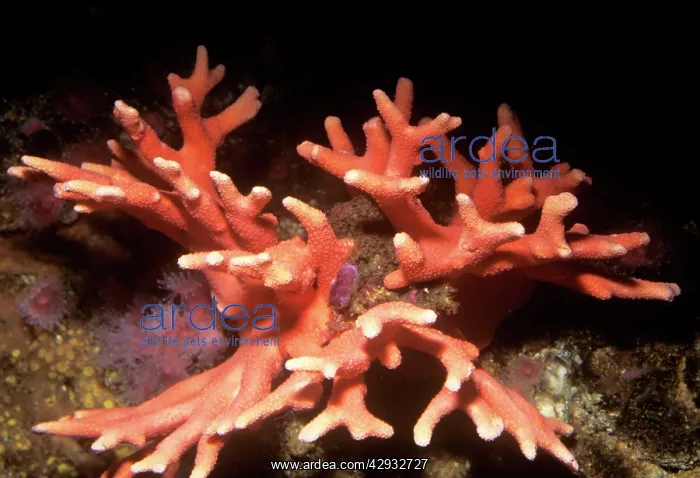 : HYDROCORAL - ( HYDROZOA ) : HYDROCORAL - ( HYDROZOA )