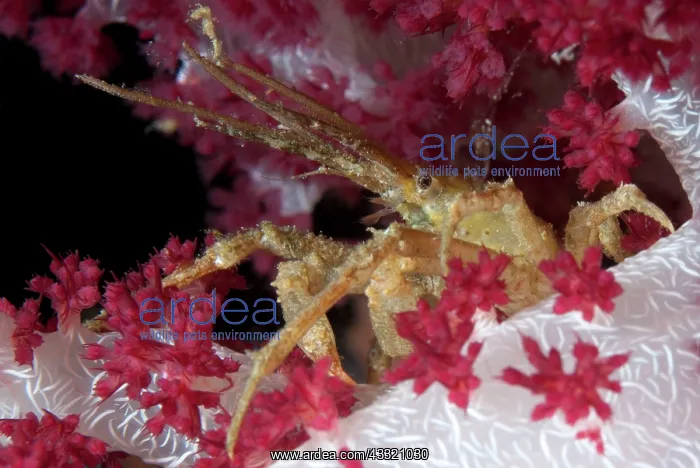 : Hydroid Decorator Crab - on Soft Glomerate Tree : Hydroid Decorator Crab - on Soft Glomerate Tree