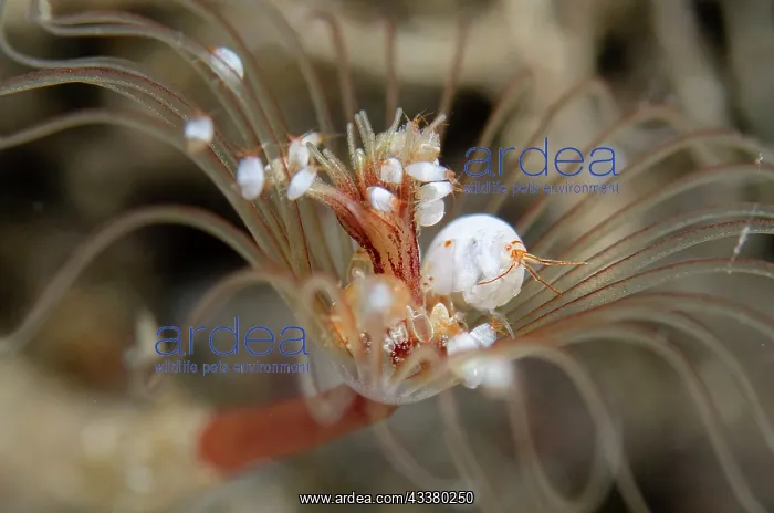 : Hydroid Ladybug Amphipods : Hydroid Ladybug Amphipods