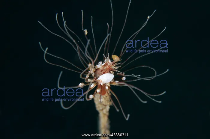 : Hydroid Ladybug Amphipods : Hydroid Ladybug Amphipods