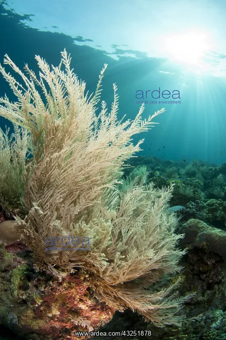 : Hydroids - with sun in background - Run Island : Hydroids - with sun in background - Run Island