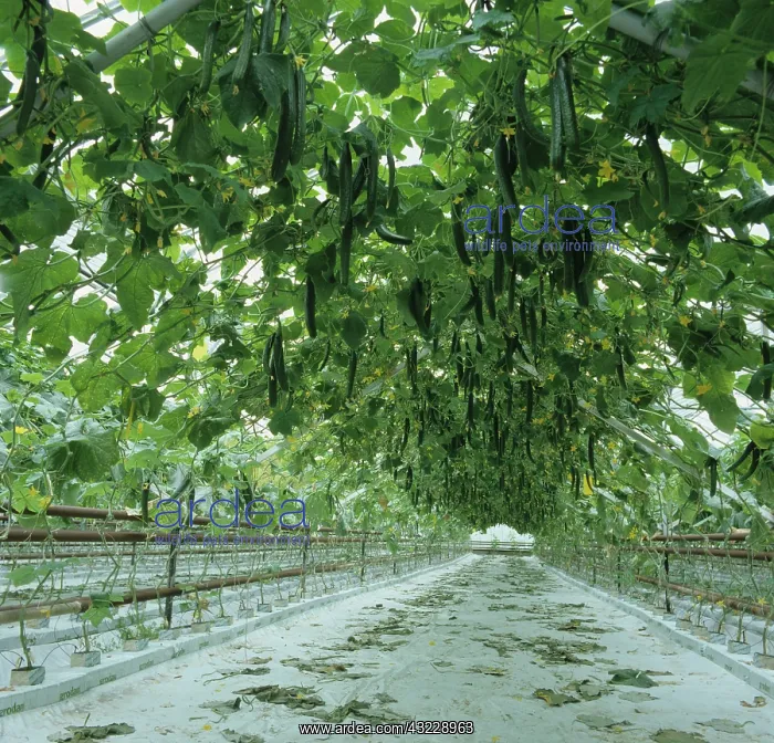 : Hydroponic Cucumber crop : Hydroponic Cucumber crop