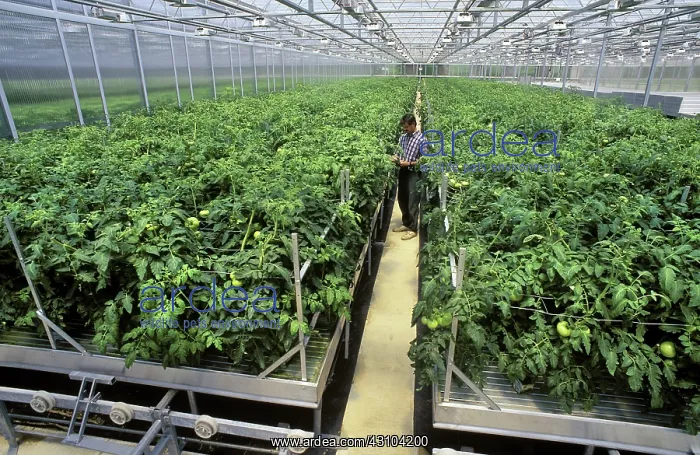 : Hydroponic Tomatoes : Hydroponic Tomatoes