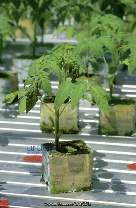 : Hydroponic Tomatoes : Hydroponic Tomatoes