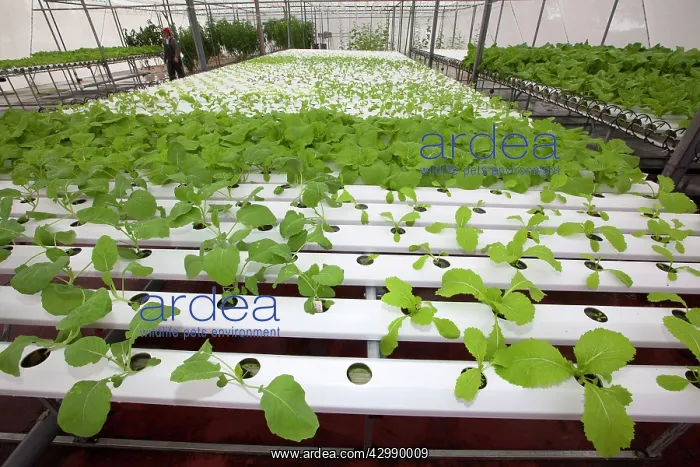 : Hydroponics growing vegetables : Hydroponics growing vegetables