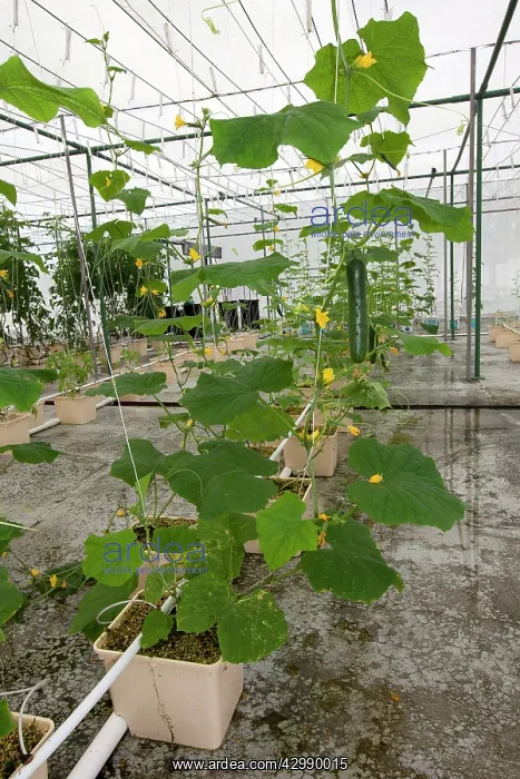 : Hydroponics growing vegetables : Hydroponics growing vegetables