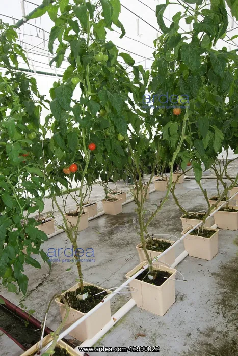 : Hydroponics growing vegetables : Hydroponics growing vegetables