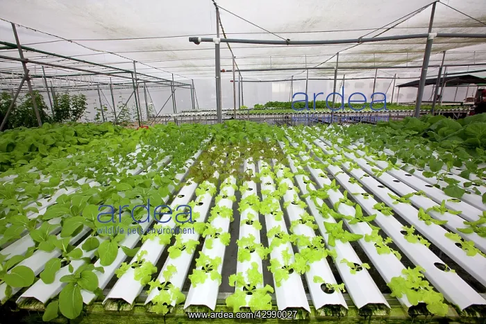 : Hydroponics growing vegetables : Hydroponics growing vegetables