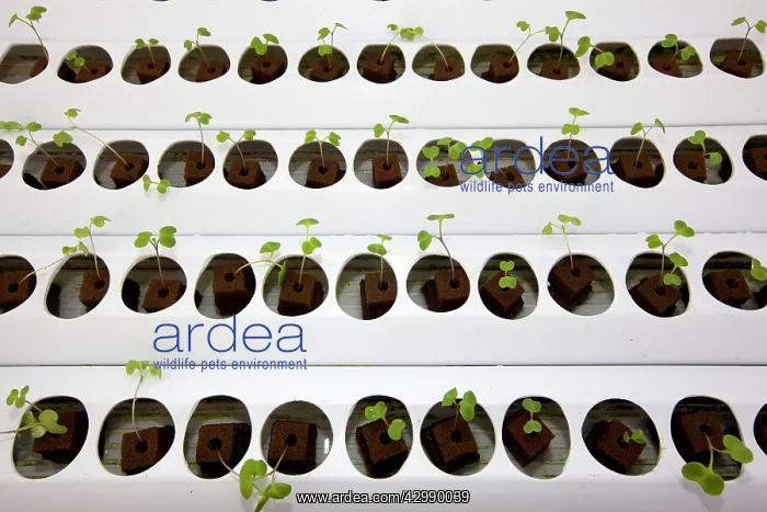 : Hydroponics growing vegetables : Hydroponics growing vegetables