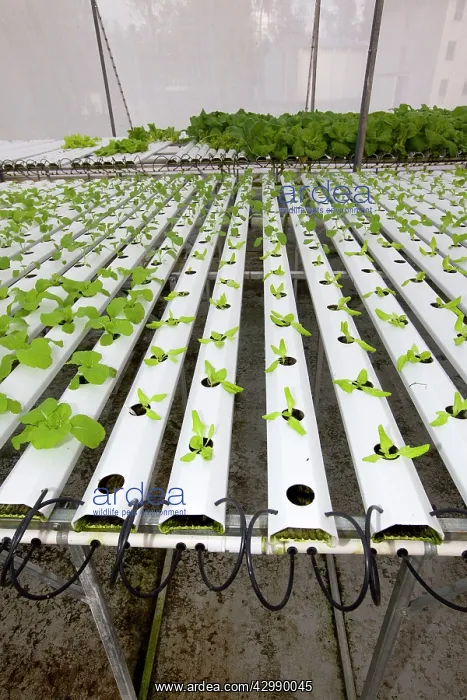 : Hydroponics growing vegetables : Hydroponics growing vegetables
