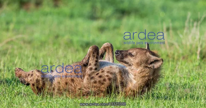 : Hyena (Crocuta crocuta) is lying in the grass in : Hyena (Crocuta crocuta) is lying in the grass in