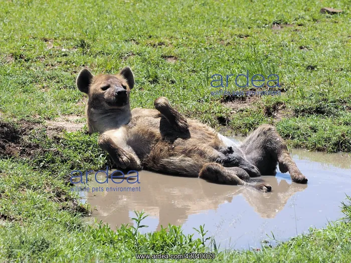 : Hyena in the Masai Mara, Kenya, Africa Hyena : Hyena in the Masai Mara, Kenya, Africa Hyena