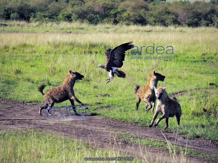  : Hyenas in the Masai Mara, Kenya, Africa