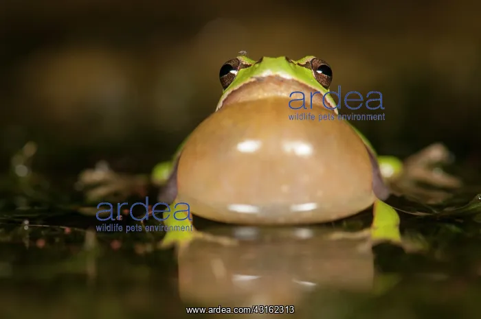 : Hyla arborea : Hyla arborea