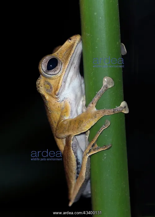 : Hylarana megalonesa from Danum Valley, Sabah, Borneo : Hylarana megalonesa from Danum Valley, Sabah, Borneo