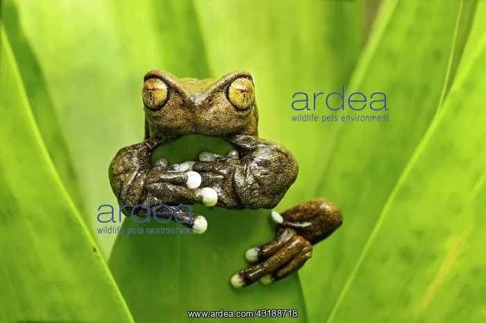 : Hyloscirtus tapichalaca (Hyloscirtus tapichalaca) : Hyloscirtus tapichalaca (Hyloscirtus tapichalaca)